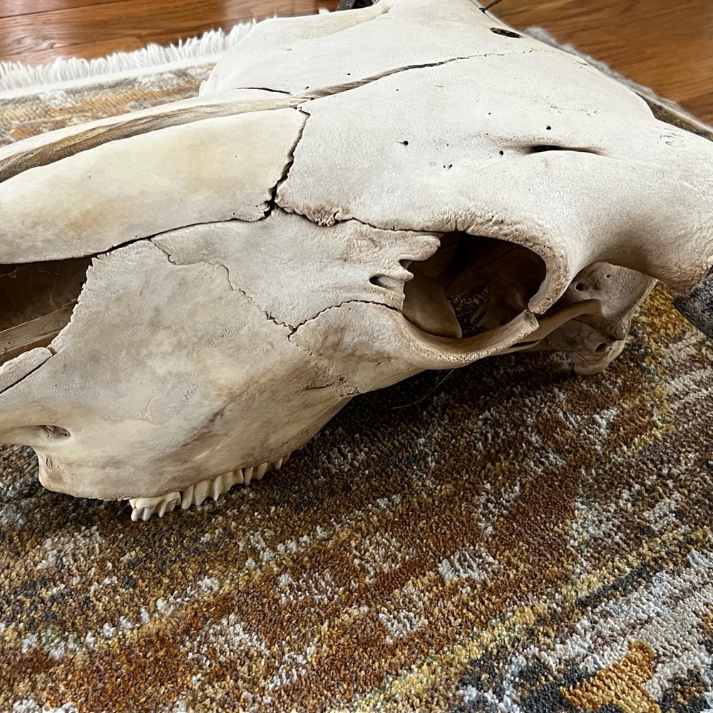 Bull skull - Picture 3 of 8